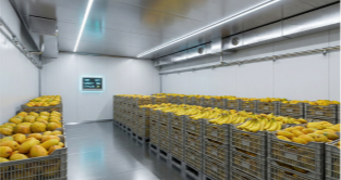 RIPENING CHAMBERS (Banana / Mango / Multifruit)